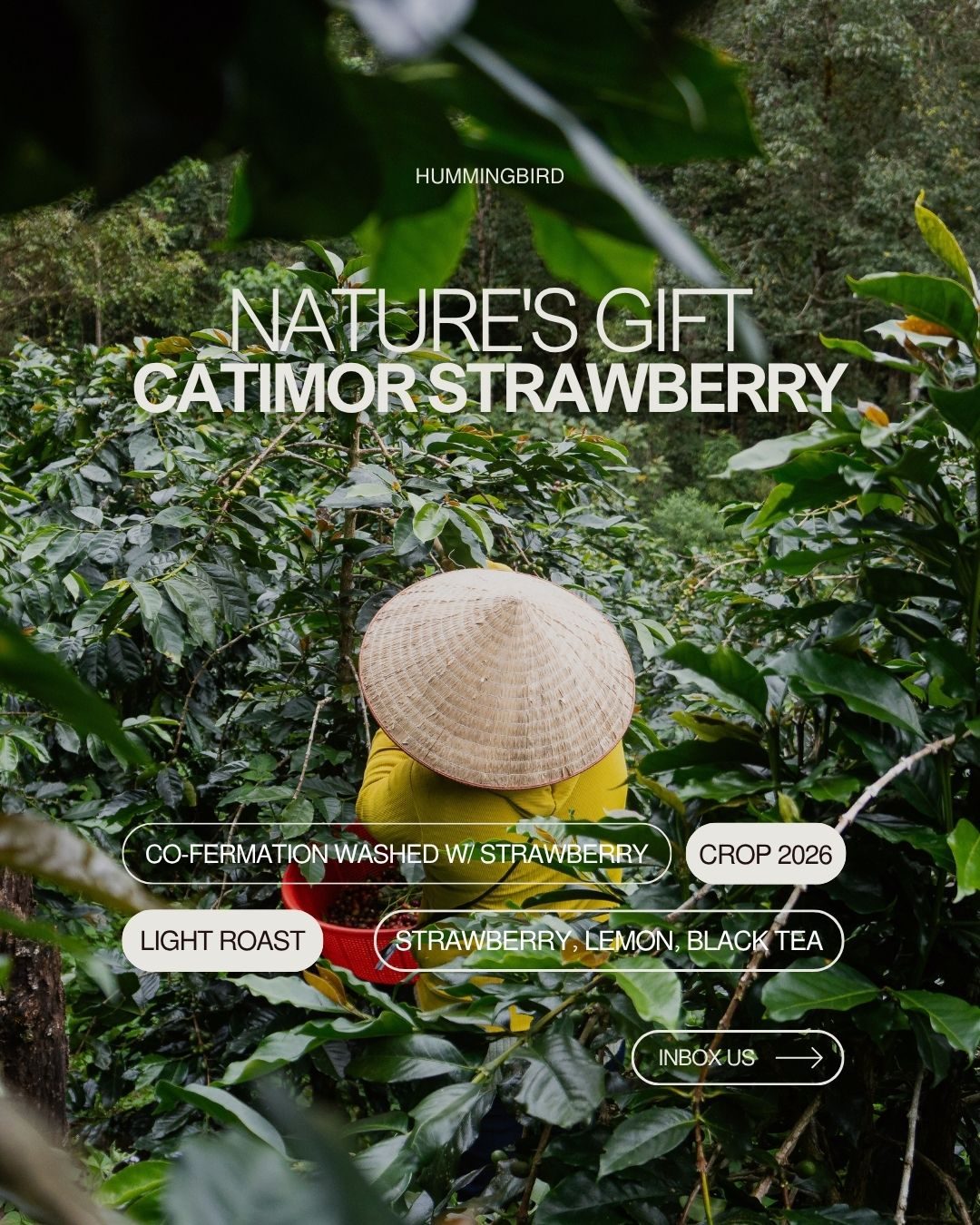 Thẻ nếm thử 'Nature's Gift — Catimor Strawberry'