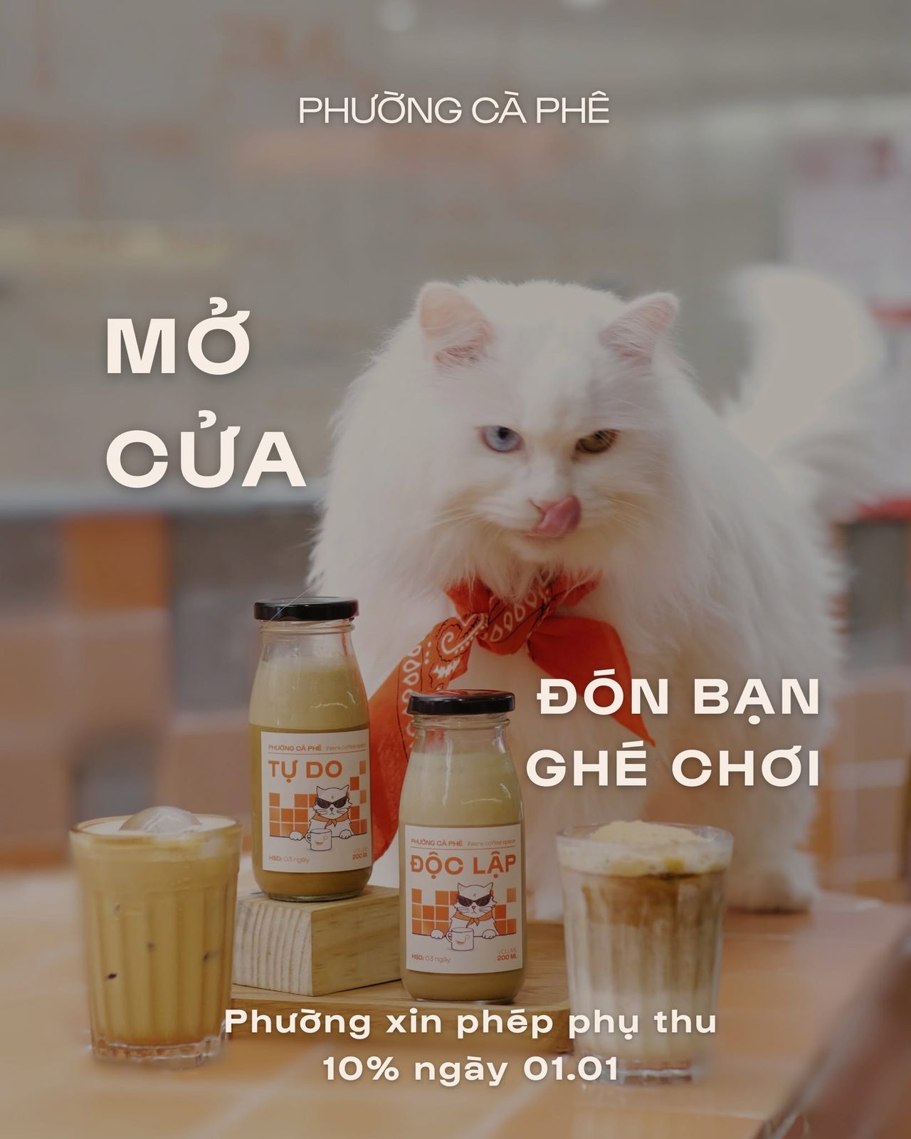 Bé mèo trắng của quán đeo khăn cam