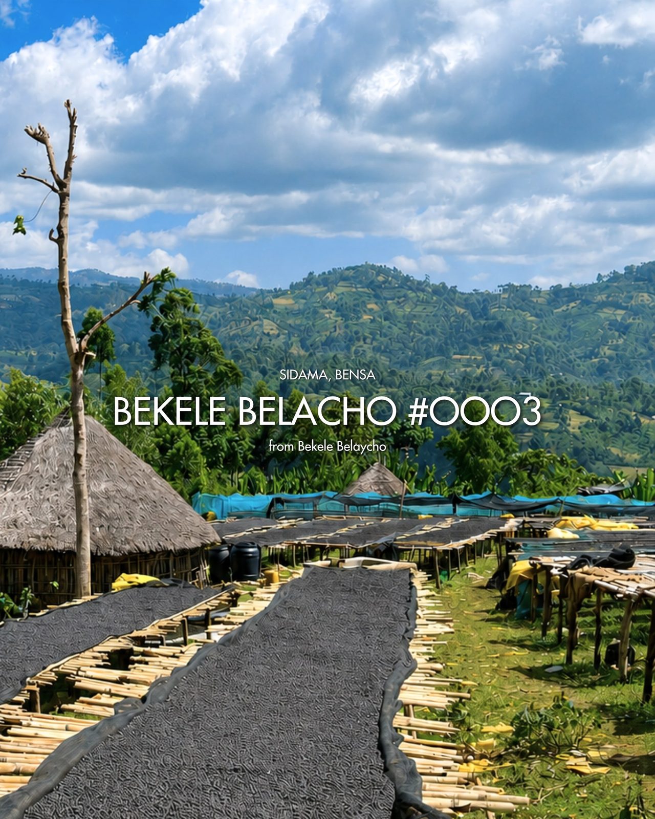 Bekele Belacho #0003