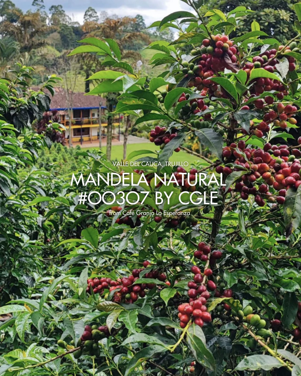 Mandela Natural #00307 by CGLE