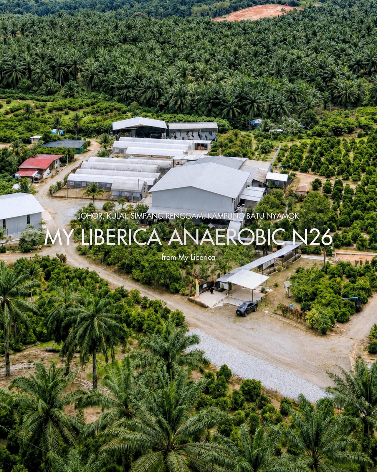 My Liberica Anaerobic N26