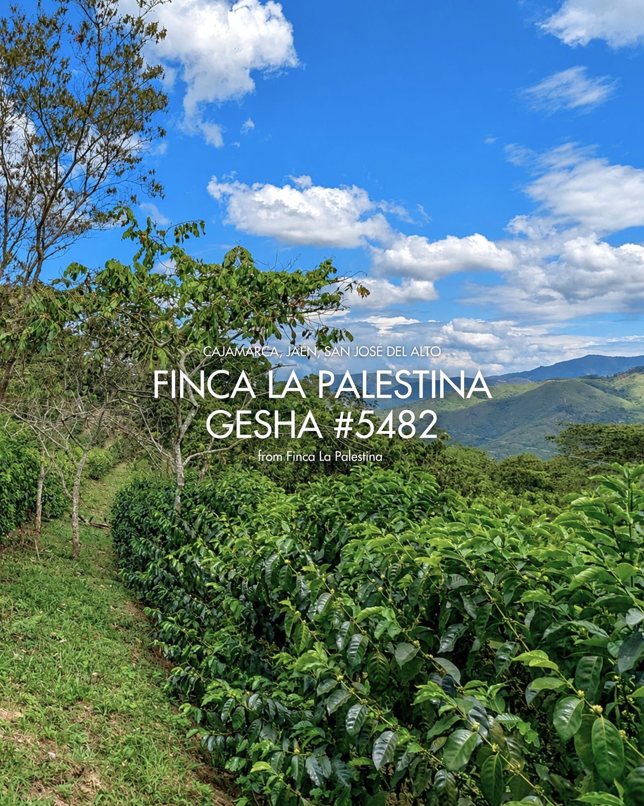 Finca La Palestina Gesha #5482